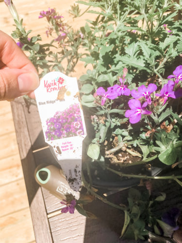 Gorgeous window box flowers that love sun! Get the combination of these flowers so you can recreate the look! #windowbox #windowboxflowers #sunflowers
