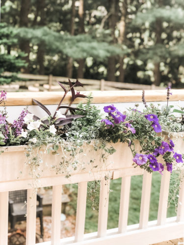 Gorgeous window box flowers that love sun! Get the combination of these flowers so you can recreate the look! #windowbox #windowboxflowers #sunflowers
