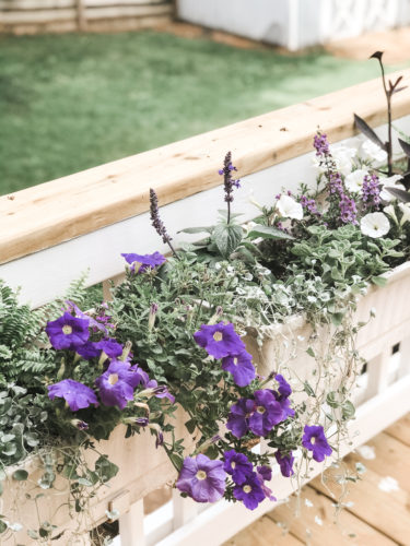 Gorgeous window box flowers that love sun! Get the combination of these flowers so you can recreate the look! #windowbox #windowboxflowers #sunflowers