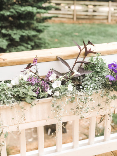 Gorgeous window box flowers that love sun! Get the combination of these flowers so you can recreate the look! #windowbox #windowboxflowers #sunflowers