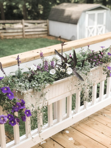 Gorgeous window box flowers that love sun! Get the combination of these flowers so you can recreate the look! #windowbox #windowboxflowers #sunflowers