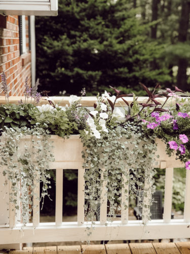 Gorgeous window box flowers that love sun! Get the combination of these flowers so you can recreate the look! #windowbox #windowboxflowers #sunflowers