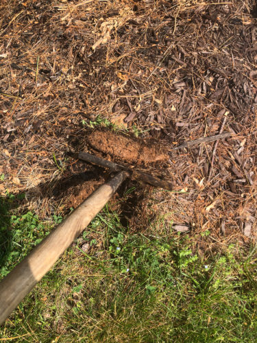 How to Edge a Flower Bed