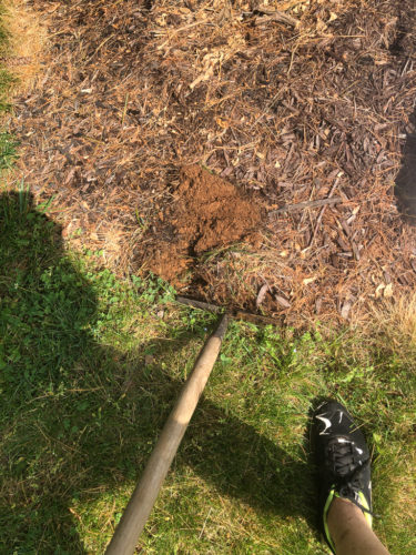 How to Edge a Flower Bed
