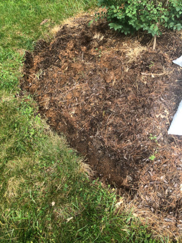How to Edge a Flower Bed