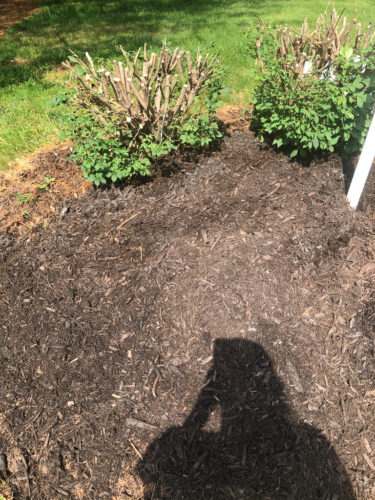 How to Edge a Flower Bed
