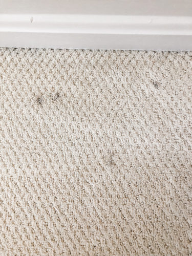 Marly used these two methods to get dried paint out of carpet! See how she was able to get her carpet looking clean again.